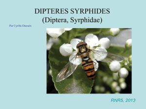 Diptères Syrphides (C. Dussaix)