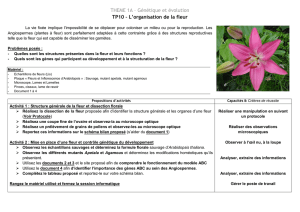 TP10- L`organisation florale