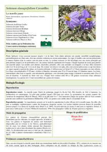 Solanum elaeagnifolium - Fédération des Conservatoires
