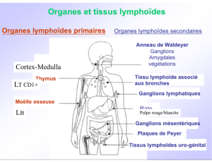 Les organes du système immunitaire LB Cortex-Medulla