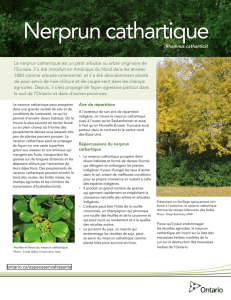 Nerprun cathartique - Ontario Invasive Plant Council