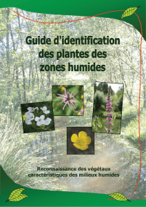 Guide identification des plantes des zones humides