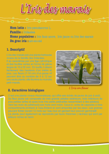 L`Iris des marais - Educatif eau et rivières