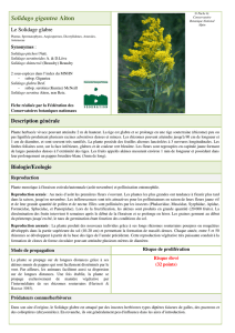 Solidago gigantea - Fédération des Conservatoires botaniques