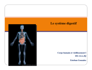 système digestif - Esteban Gonzalez