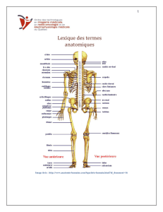 Lexique des termes anatomiques