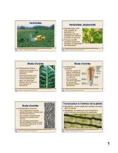 Herbicides Herbicides: phytoxicité Mode d