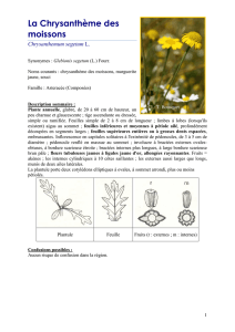 Chrysanthème des moissons - Chrysanthemum segetum L.