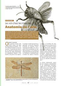 Le vol chez les insectes : anatomie de l`aile / Insectes n° 177