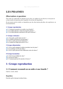 LES PHASMES 1- Groupe reproduction
