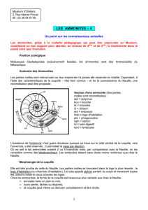 Ammonites4 - Académie d`Orléans