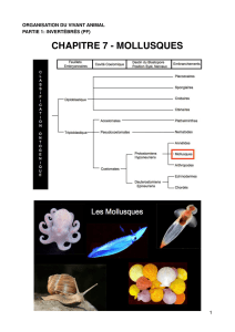 OVA - C7 - Mollusques PDF.c