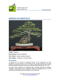 grewia occidentalis - Société de bonsaï et de penjing de Montréal