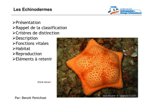 Les Echinodermes Présentation Rappel de la classification Critères
