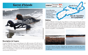 Garrot d`Islande - Species at Risk