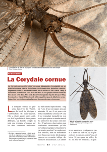 La Corydale cornue / Insectes n° 167