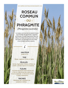 roseau commun phragmite