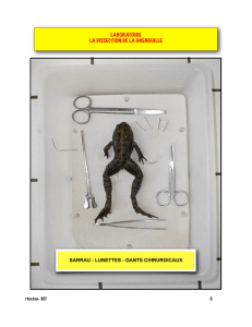 dissection grenouille - La science et fiction de Robert