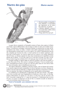 Fiche_Martre_des_pin.. - Groupe Mammalogique Normand
