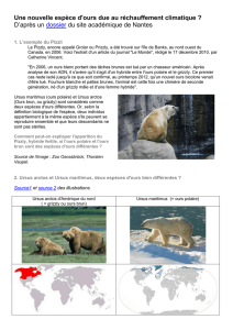Une nouvelle espèce d`ours due au réchauffement climatique ? D