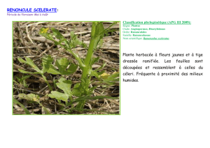RENONCULE SCELERATE: Plante herbacée à fleurs jaunes