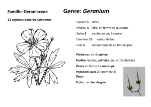 Famille: Geraniaceae Genre: Geranium - naturescene