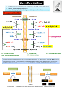 fiche biosynthèse lipidique (3)