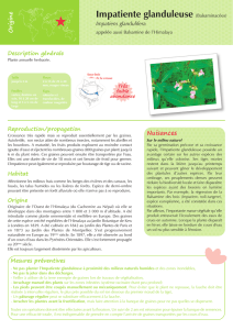 Impatiente glanduleuse (Balsaminacées) - Gt-ibma