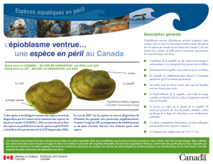 L`épioblasme ventrue… une espèce en péril au Canada