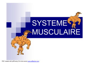 système musculaire