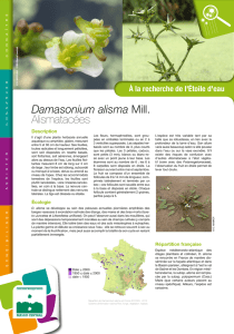 Damasonium alisma Mill. Alismatacées