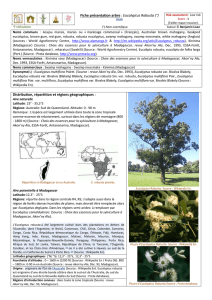 Eucalyptus robusta - Documents pour le développement durable de