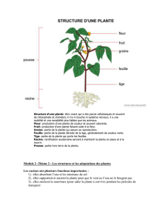 Thème 2 : Les structures et les adaptations des plantes