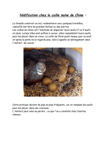 003 2 nidification chez la caille naine de chine 2015 christian foncoux