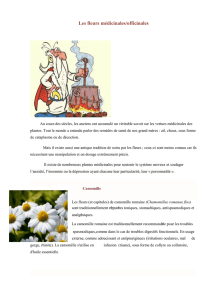 Les fleurs médicinales/officinales Au cours des siècles, les anciens
