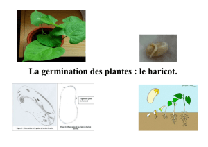La germination des plantes : le haricot. Écrits Illustrations : photos