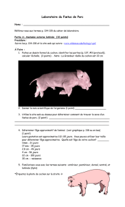 Labo-Virtuelle - Fœtus de Porc