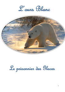 l`ours blanc (3.3 Mo)