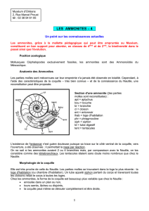 Ammonites 4 - SVT Académie d`Orléans