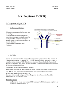 Les récepteurs T (TCR)