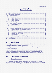 II. Anatomie descriptive - Bienvenu sur la page des cours de PCEM1