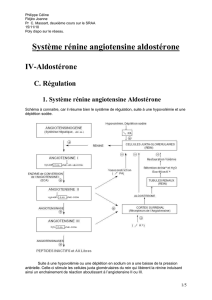 Système rénine angiotensine aldostérone