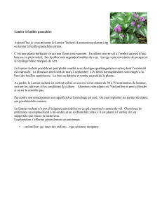 Lamier à feuilles panachées - Route des Gerbes d`Angelica