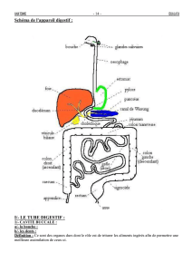 Schéma de l`appareil digestif - ifcs