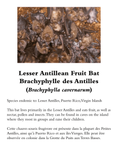 Lesser Antillean Fruit Bat Brachyphylle des Antilles