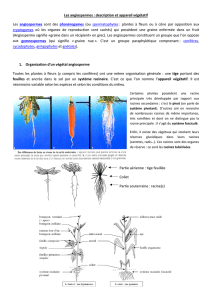 Les angiospermes : description et appareil végétatif Les