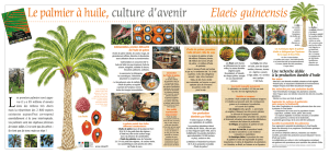 Le palmier à huile, culture d`avenir Elaeis guineensis
