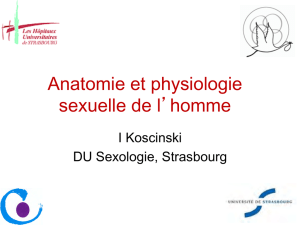 Anatomie et physiologie sexuelle de l`homme