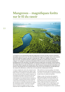 Mangroves – magnifiques forêts sur le fil du rasoir