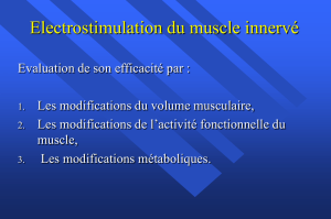 Electrostimulation du muscle innervé